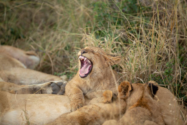 istock Female Lion yawning 1007568472
