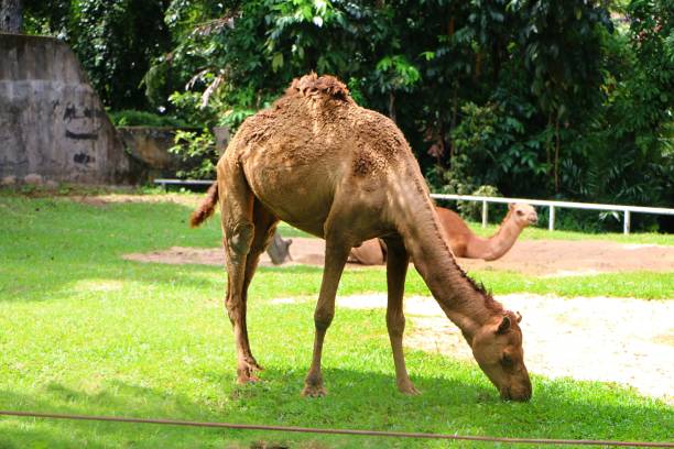 istock Camel is an even-toed ungulate in the genus Camelus. 1007568504