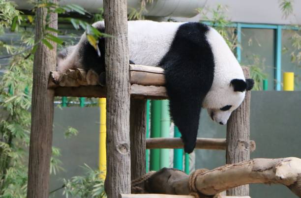 istock Giant panda also known as panda bear 1007568544