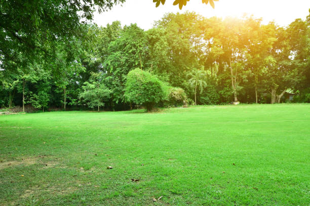 istock green leaf and tree nature background texture and sunlight beauty in Nature 1007587672