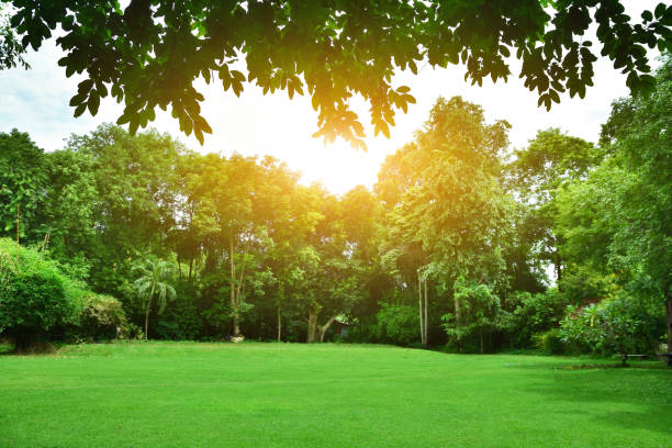 istock green leaf and tree nature background texture and sunlight beauty in Nature 1007587748