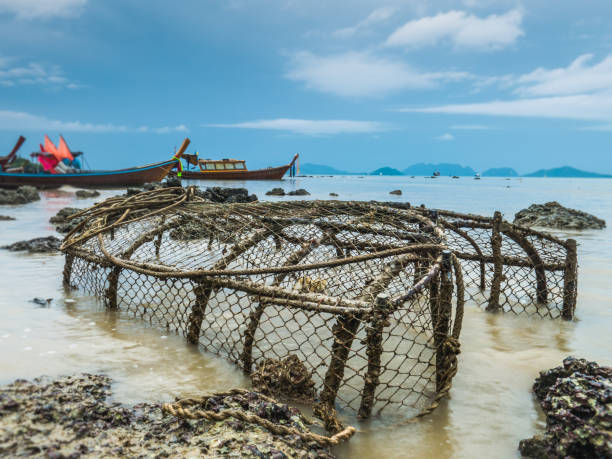 Traditional Indonesian fish traps made from woven bamboo form trap chimneys