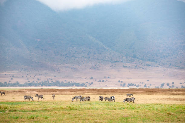 A game drive safari in Ngorongoro crater . stock photo