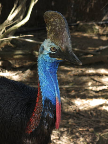 casuario - cassowary australia papua new guinea beak foto e immagini stock