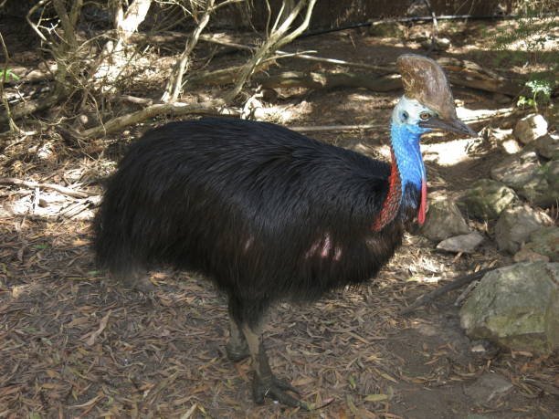 casuario - cassowary australia papua new guinea beak foto e immagini stock