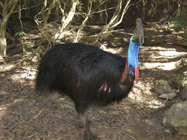 casuario - cassowary australia papua new guinea beak foto e immagini stock