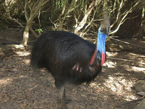 casuario - cassowary australia papua new guinea beak foto e immagini stock