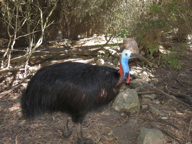 casuario - cassowary australia papua new guinea beak foto e immagini stock