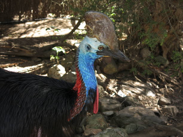 casuario - cassowary australia papua new guinea beak foto e immagini stock