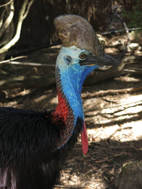 casuario - cassowary australia papua new guinea beak foto e immagini stock