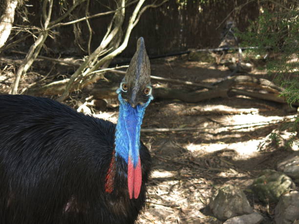 casuario - cassowary australia papua new guinea beak foto e immagini stock