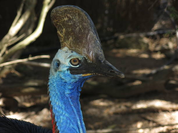 casuario - cassowary australia papua new guinea beak foto e immagini stock