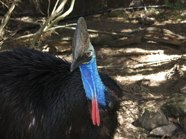 casuario - cassowary australia papua new guinea beak foto e immagini stock