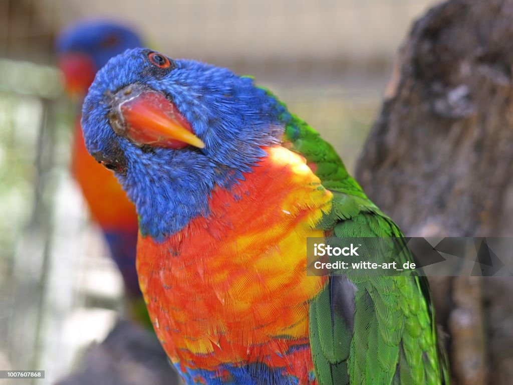 Loro arco iris - Foto de stock de Animal libre de derechos Loro arco iris - Foto de stock de Animal libre de derechos