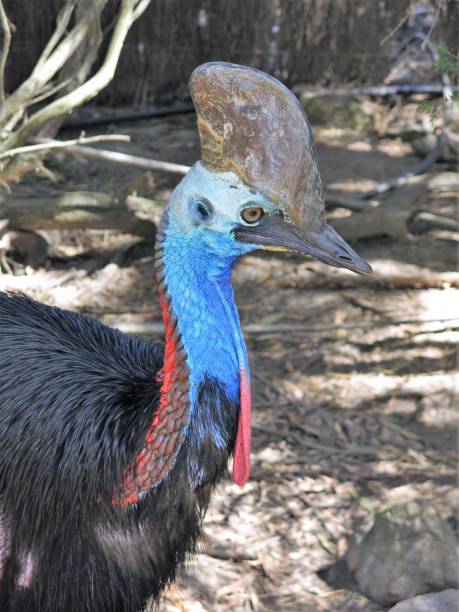 casuario - cassowary australia papua new guinea beak foto e immagini stock