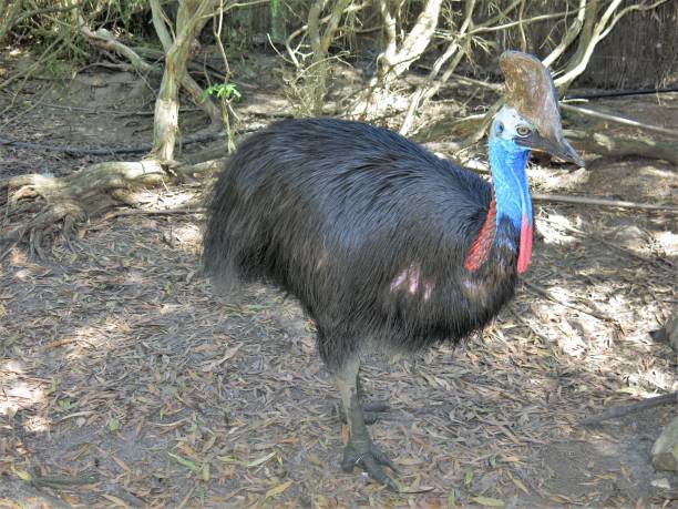 casuario - cassowary australia papua new guinea beak foto e immagini stock