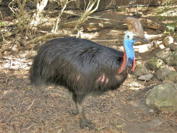 casuario - cassowary australia papua new guinea beak foto e immagini stock