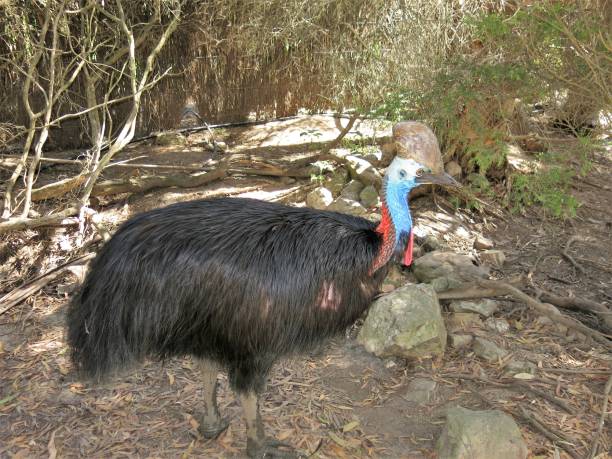 casuario - cassowary australia papua new guinea beak foto e immagini stock