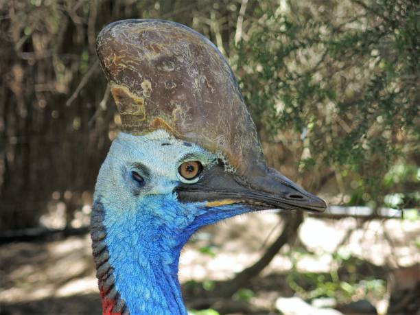 casuario - cassowary australia papua new guinea beak foto e immagini stock