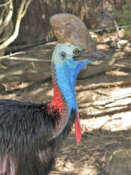 kazuar - beak bird blue cassowary zdjęcia i obrazy z banku zdjęć