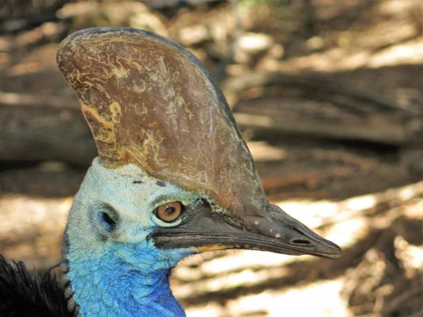 casuario - cassowary australia papua new guinea beak foto e immagini stock