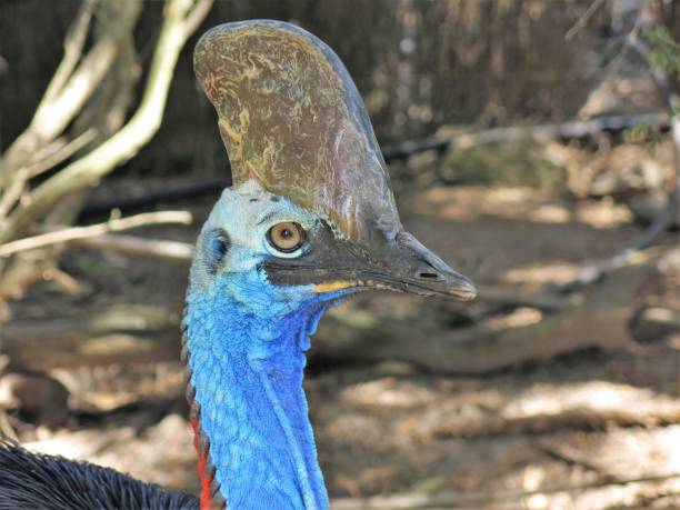 casuario - cassowary australia papua new guinea beak foto e immagini stock