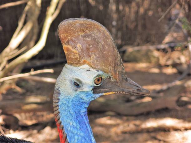 casuario - cassowary australia papua new guinea beak foto e immagini stock