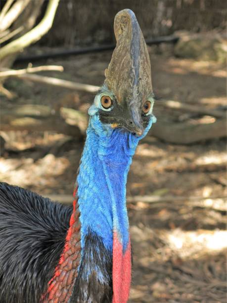 casuario - cassowary australia papua new guinea beak foto e immagini stock