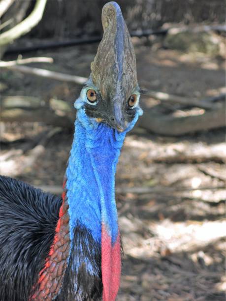 casuario - cassowary australia papua new guinea beak foto e immagini stock