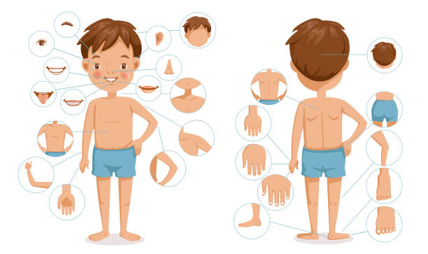 Boy body Boy body front view and rear view. Children with different parts of the body for teaching. Body details.The diagram shows the various external. parts of the body. Cartoon vector illustration isolated body part stock illustrations