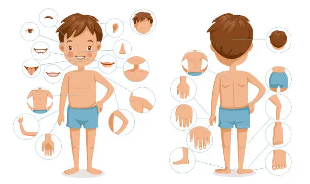 Vector illustration of Boy body