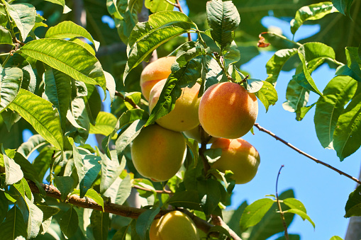 PEaches in the branch in Barcelona, typical product from mediterranean arch.