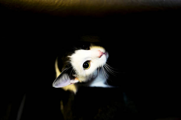 Spontaneous photo of a black and white cat made during transportation in a train compartment. Background. The sharpness on the pupil of the eye.