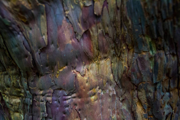Close up of tree bark with blue and purple sheen