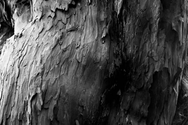 Close up of tree bark in a forest in black and white in Autumn