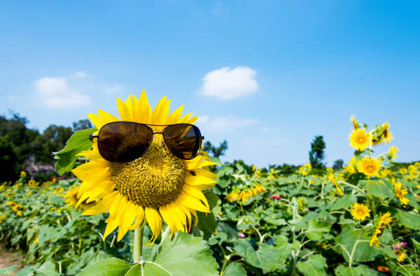 Yellow sunflower with sunglasses in the field