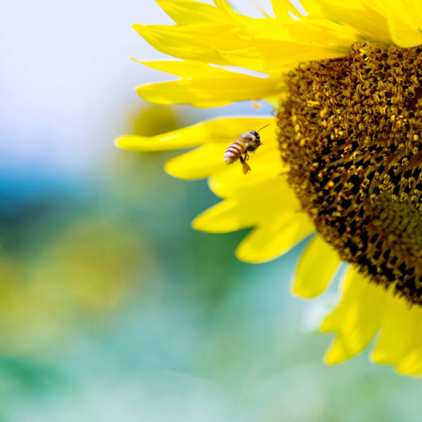 istock Honey bee working on a sunflower 1007640006