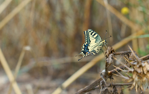 Papilio machaon butterfly in summer, Llobregat riverside, Barcelona