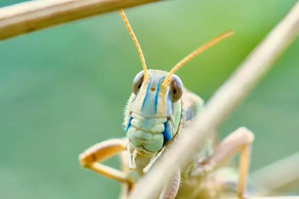 Grasshopper portrait in close range, amazing colors from blue to green.