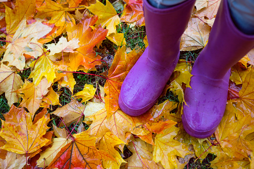 autumn mood - feet in gumboots against a background of colorful maple leaves in a puddle\
