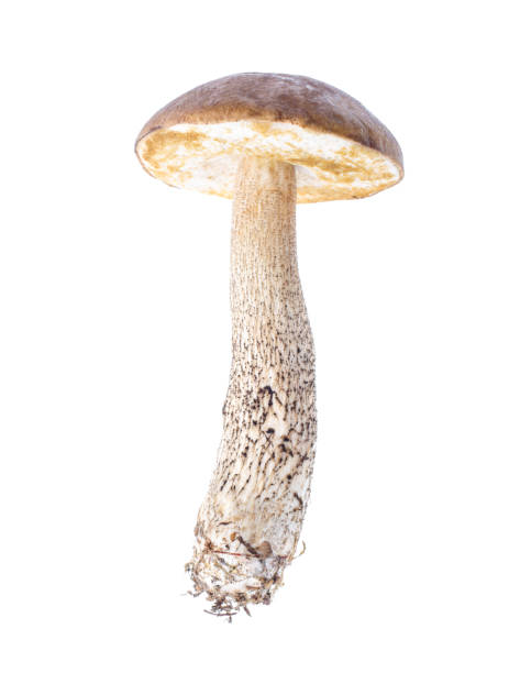istock One mushroom Leccinum, isolated on white background 1007655012
