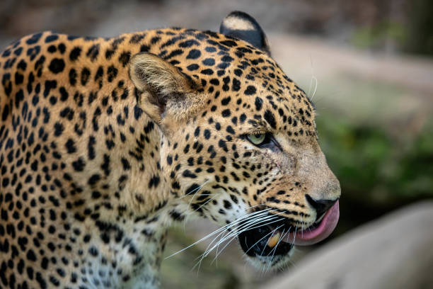 istock Ceylon leopard, Panthera pardus kotiya, Big spotted cat 1007655604