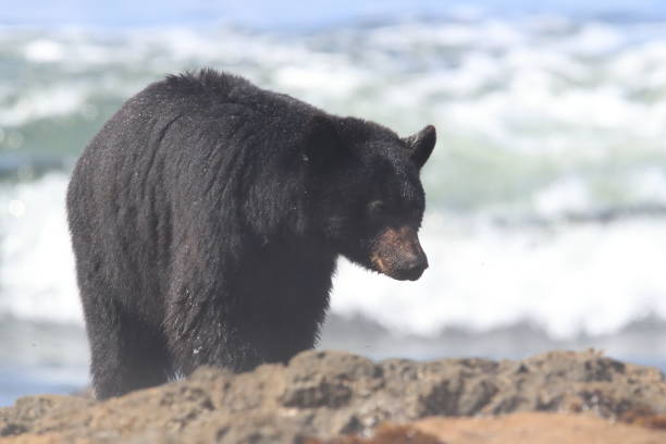 istock Black bear roaming low tide shores, looking for crabs. Vancouver Island,  Canada 1007659026