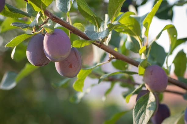 istock Unripe plums on a tree at sunrise 1007659226