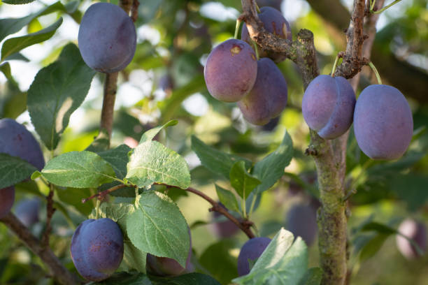 istock Branches of plum tree in the morning light 1007659294