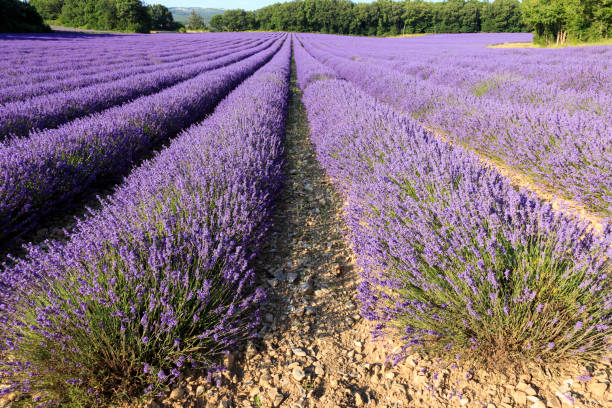 istock Lavender field in Provence France 1007659342