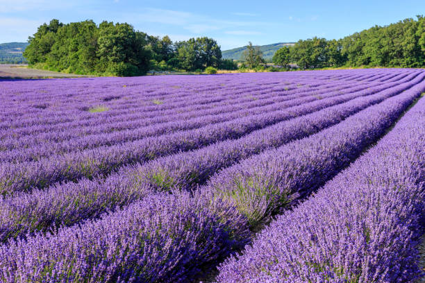 istock Lavender field in Provence France 1007659346