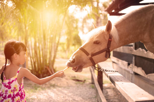 азиатская маленькая китайская девочка кормит лошадь морковкой - horse child animal feeding стоковые фото и изображения