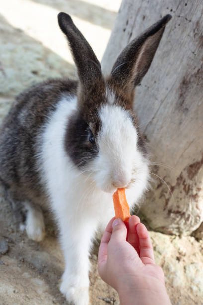 istock Children's Hand Feeding a Rabbit with Carrot 1007668416