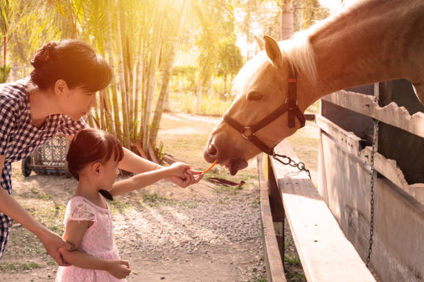 아시아 중국 소녀와 당근와 말을 먹이 어머니 - horse child animal feeding 뉴스 사진 이미지